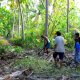 57- Chasse au kaveu 1- noix de coco coupees en deux comme appats 